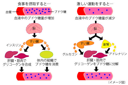 砂糖と身体①砂糖を摂取すると_1.jpg