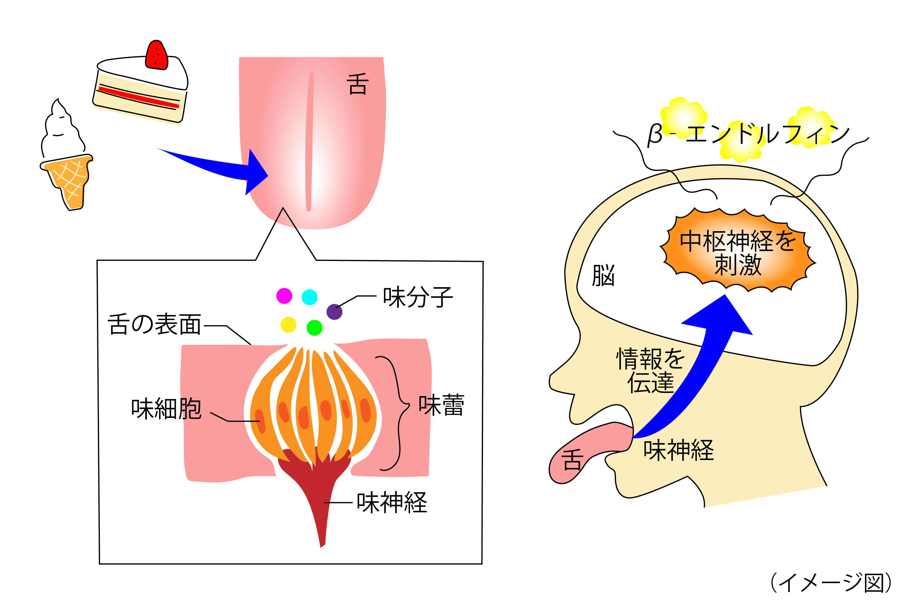 砂糖と味覚.png