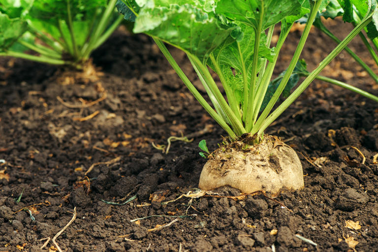 テンサイってどんな植物 株式会社パールエース