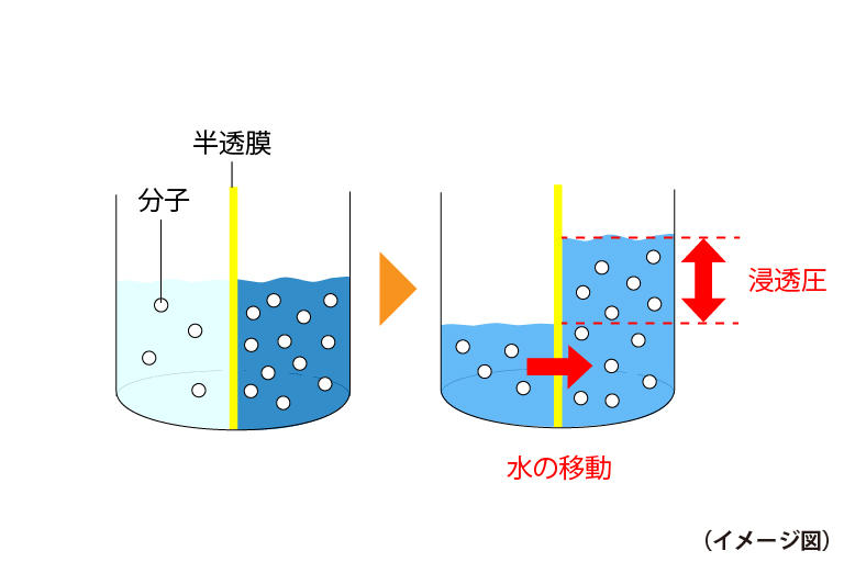 浸透圧のしくみ.jpg