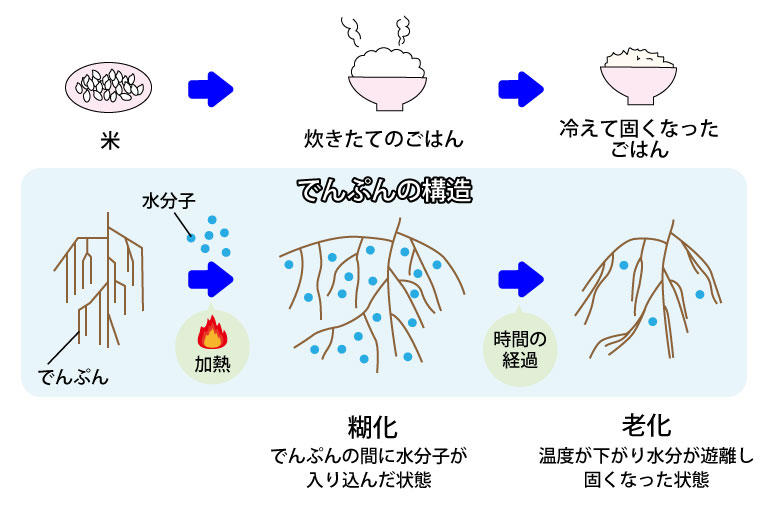 でんぷんの老化.jpg