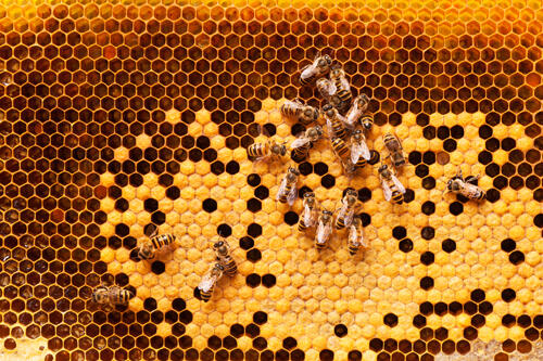 ハチミツ_挿入画像2_ハチの巣の写真.jpg