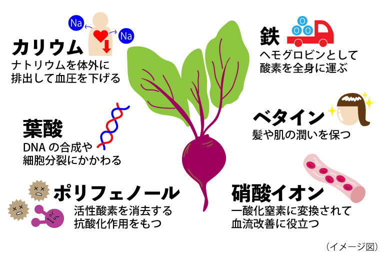 ビーツの豊富な栄養素.jpg