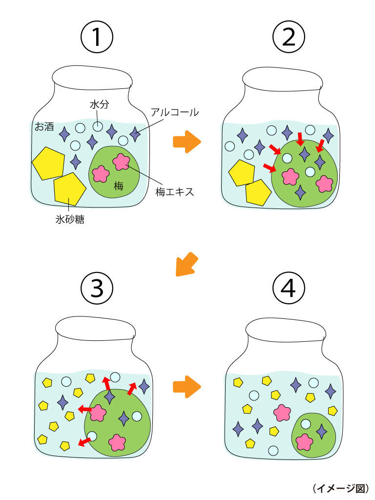 梅酒のしくみ.jpg