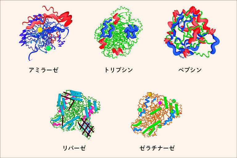 酵素って何？TOP画像