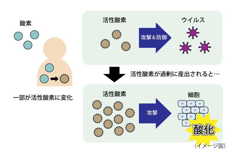 活性酸素.jpg