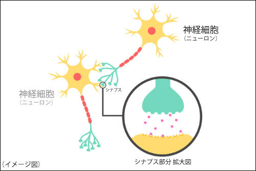 砂糖と身体2_挿入画像2_神経細胞イメージ図