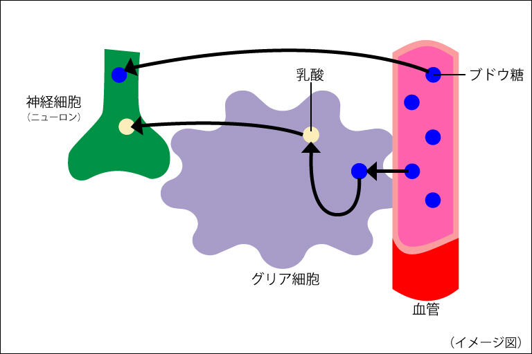 砂糖と身体2_挿入画像1_神経細胞とグリア細胞と血管