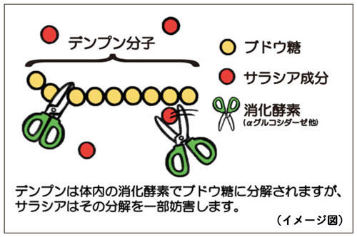 コラム「サラシアってどんなもの？」TOP画像_サラシアの効果.jpg