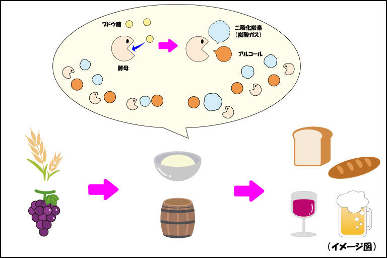 酵母ってなんだろう_挿入画像2_発酵過程.jpg