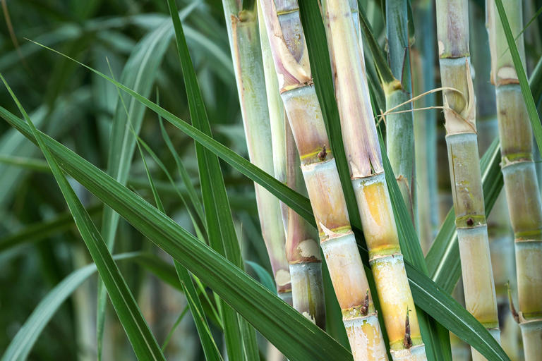 サトウキビってどんな植物？｜株式会社パールエース