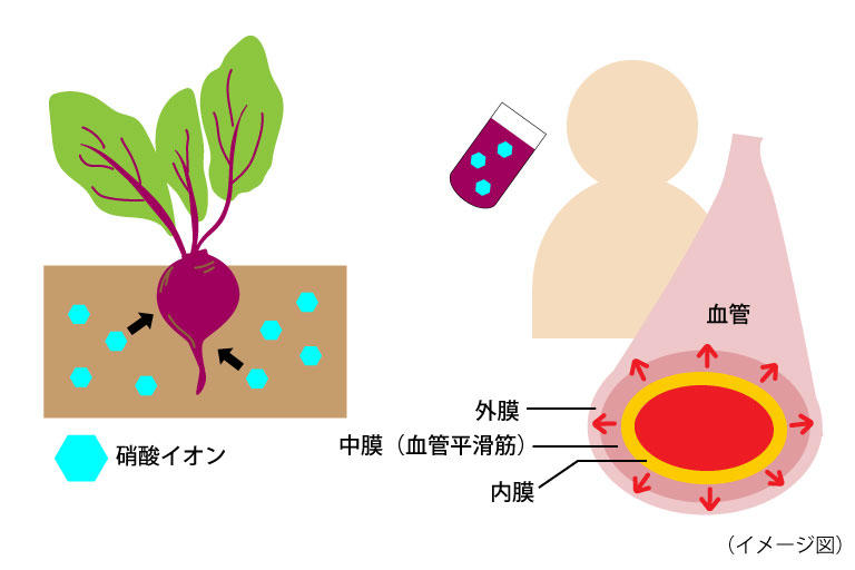 コラム「ビーツで冷え性対策」内画像_血管拡張.jpg